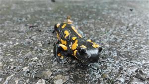Salamandra salamandra