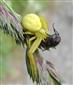 Misumena vatia (Clerck, 1757)