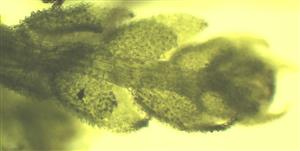 Cololejeunea rossettiana