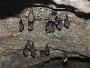 Rhinolophus hipposideros