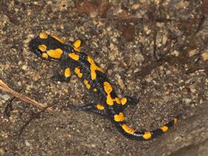 Salamandra salamandra