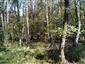 Vlhko- a kyslomilné brezovo-dubové lesy