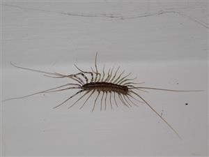 Scutigera coleoptrata