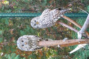 sova dlhochostá spolu s inou zranenou sovou v CHS pri Správe CHKO Východné Kapraty
