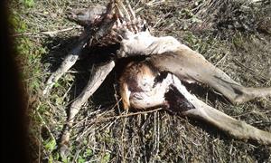 Uhynutá jelenica - zadné stehná