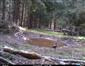 Orešnica perlavá