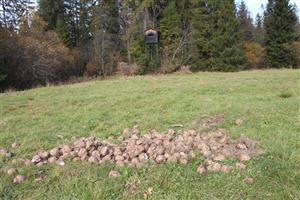 16.10.2018 Oravice, Jašteričie, vnadisko