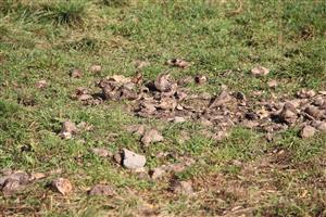 16.10.2018 cukrová repa na vnadisku