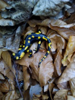 Salamandra