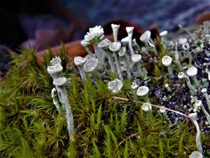 Cladonia pyxidata