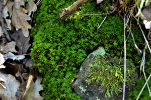 Atrichum undulatum 