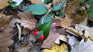 Ruscus hypoglossum 