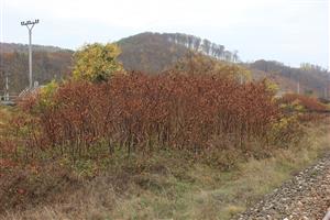 Fallopia sp. Kochanovce 5