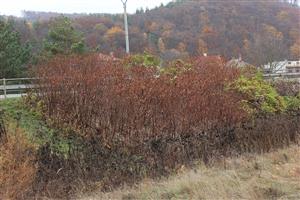 Fallopia sp. Kochanovce 6