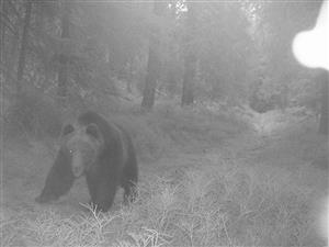 jednooky medved križna