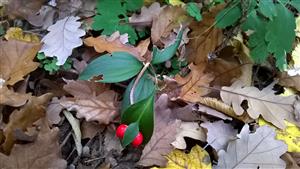 plody Ruscus hypoglossum
