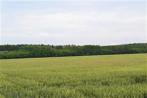 glejovka americká
