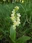 Orchis pallens