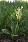 Orchis pallens