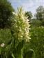 Dactylorhiza sambucina