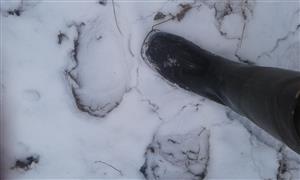 Stopy medveďa - pri miestnom šetrení.