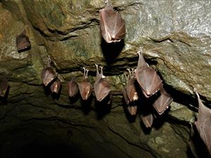 Rhinolopus hopposideros 