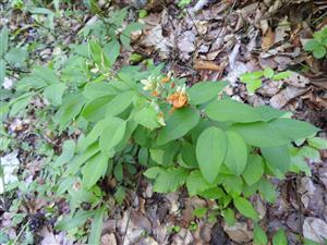 20180507 Lathyrus transsilvanicus