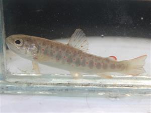 Salmo trutta