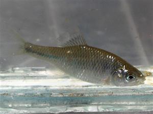 Rhodeus amarus