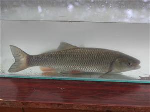 Leuciscus cephalus