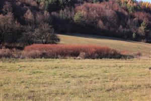 Fallopia sp. Koškovce 2 začiatok plošného výskytu