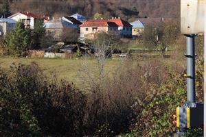 Acer negundo Koškovce 1