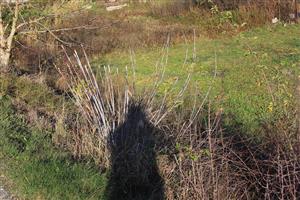 Acer negundo Koškovce 2