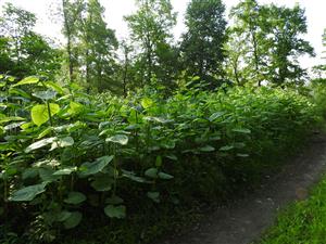Porast Fallopia sachalinensis na Marheckých rybníkoch.