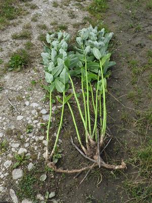 Vykopaný jedinec Asclepias syriaca.