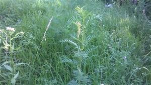 Stenactis annua a Astragalus asper