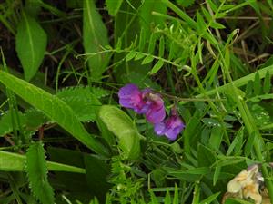 Lathyrus palustris v NPR Abrod.