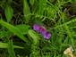 Lathyrus palustris v NPR Abrod.