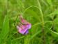 Lathyrus palustris v NPR Abrod.