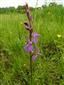 Orchis palustris v NPR Abrod.