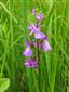 Orchis palustris v NPR Abrod.