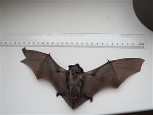 Vespertilio murinus