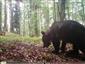foto medveď