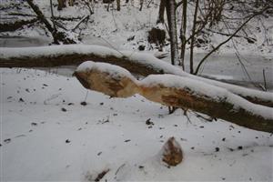 castor fiber2