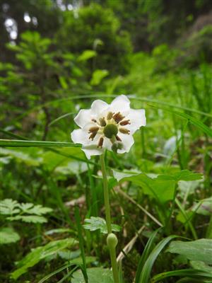 Moneses uniflora