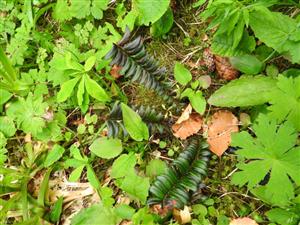 Blechnum spicant