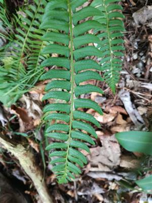 Blechnum spicant