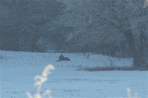 Canis lupus