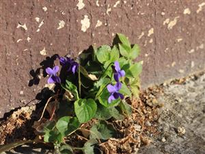 Viola odorata