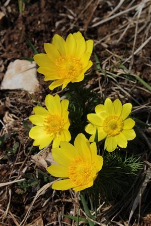 Adonis vernalis